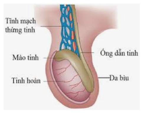 Đau Tinh Hoàn